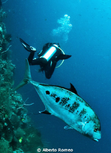 Hey !  The fish is behind  you  ! by Alberto Romeo 